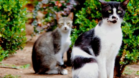 Little Cat Video | Cute Kitten Funny Baby Cat # Cat # Cate video # Shorts Animals