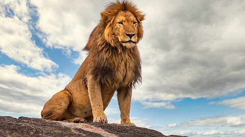 Buffalofightbacklion#Shorts #Animals