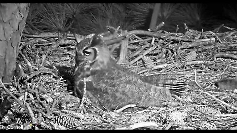 🥚 Mom Softly Talks To Owlet 🦉 2/18/22 06:41