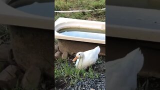 Geese, ducks and chicks free ranging