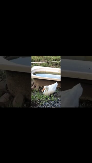 Geese, ducks and chicks free ranging