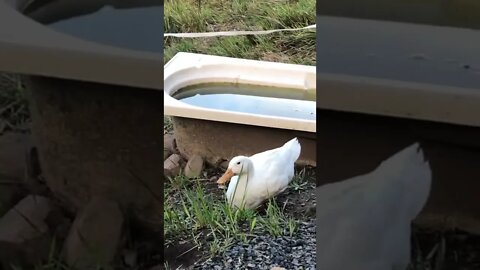 Geese, ducks and chicks free ranging