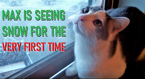 Max is Seeing Snow for the Very First Time!