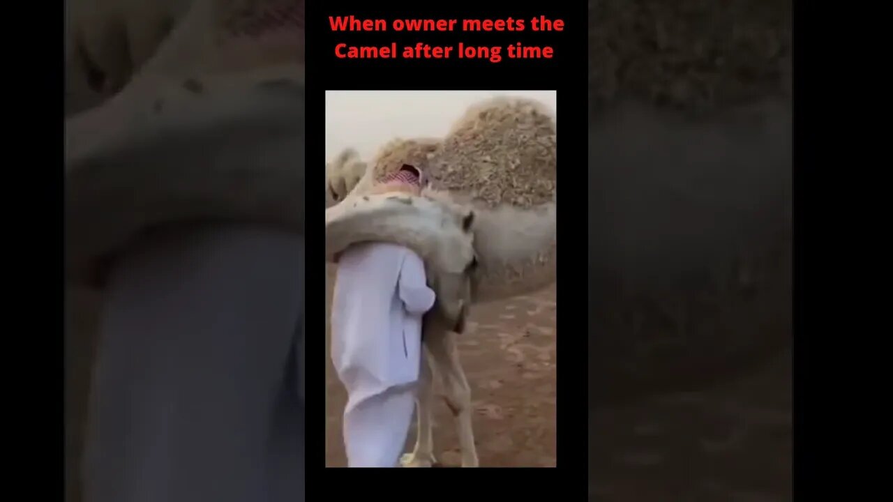 Camel recognised the owner and 🫂 him