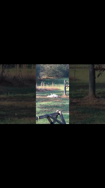 Forgot to pay the dog bill #shorts