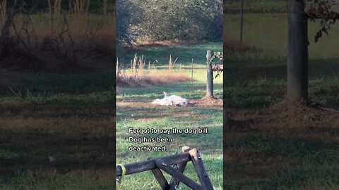 Forgot to pay the dog bill #shorts