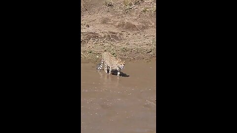 Uncompleted crossing by the cheetah