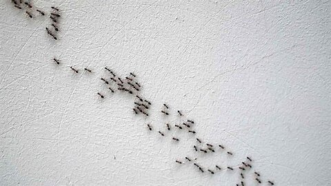 Migration of ants