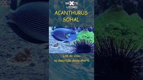 ACANTHURUS SOHAL #SHORTS