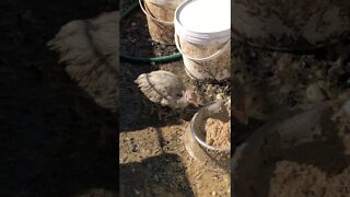 Baby lavender guinea fowl keet