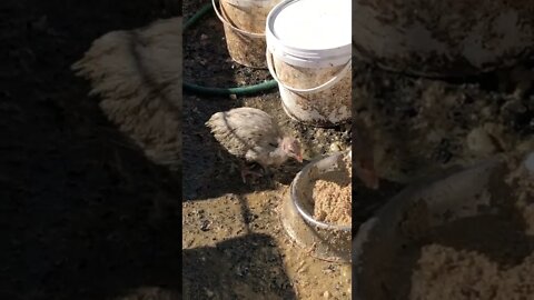 Baby lavender guinea fowl keet