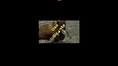 Oso Gigante de Alaska