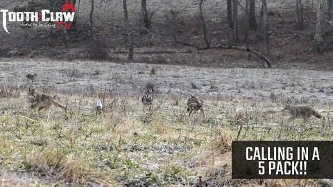 Calling In A 5 Pack - Coyote Hunting