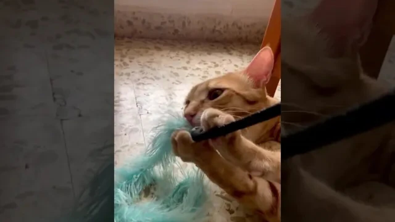 Fear Me Hooman! 😸🐯🥰 #shorts
