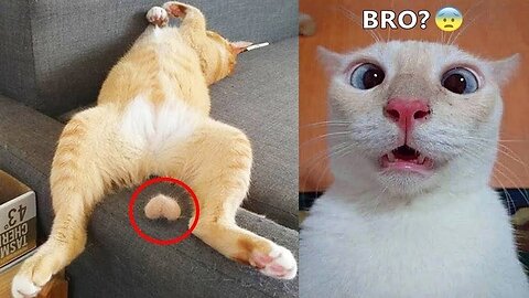 Funniest Animals 2022 😂 Funniest Cats and Dogs 😺🐶
