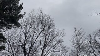 Red-Tailed Hawk