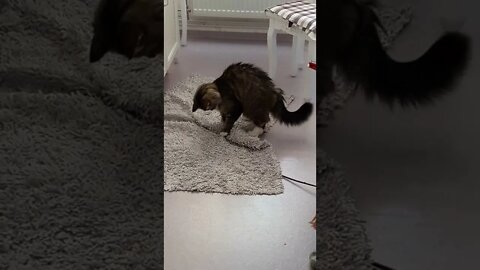KUCING LUCU #PART 24