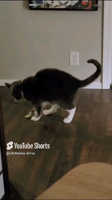 😺 showing off ⚽️ skills #cat #catlover #catshorts #tuxedoc