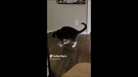 😺 showing off ⚽️ skills #cat #catlover #catshorts #tuxedoc