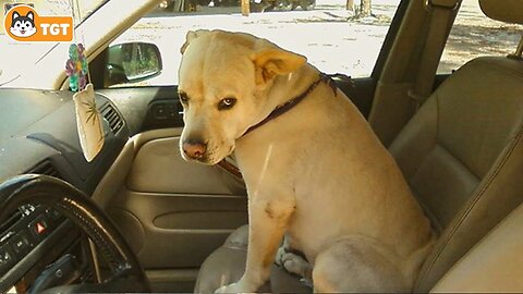 When Dogs Realizing They're Going to the Vet 🤣 Funniest Reaction