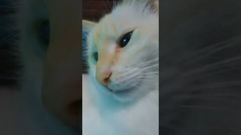 concentração iqual a dele não existe igual kskkkk🤣🤣🤣🤣 #cat #mundoanimal #shorts #viral v