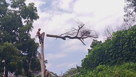 Topping a dead thorny black locust
