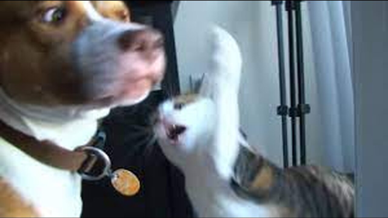 Troll Prank Dog Funny & fake Lion and Fake Tiger Prank To dog & Huge Box Prank to dog