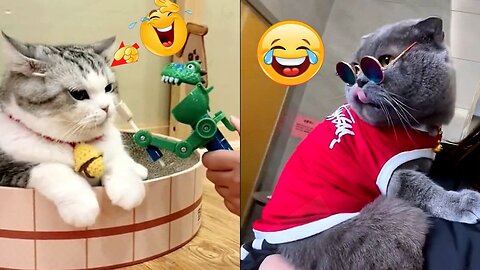 Videos of funny animals 😊Cutest cats and dogs 🐶 2024 part 2