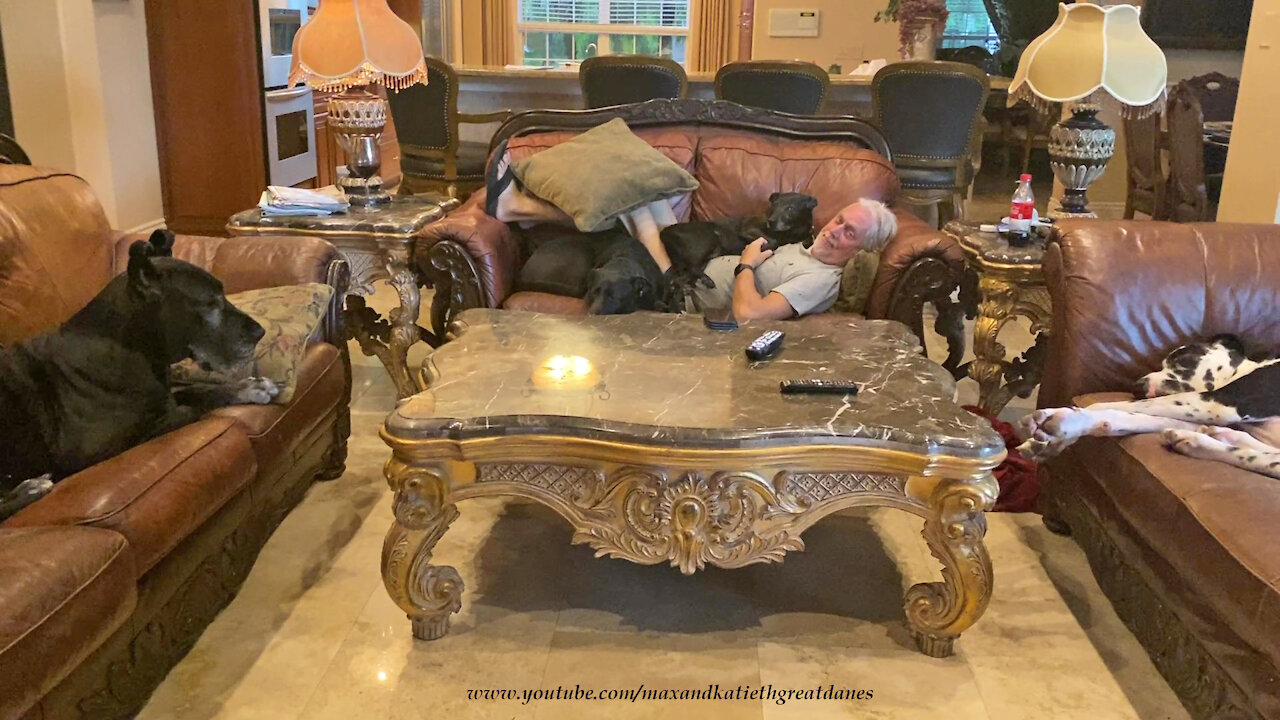 Great Danes Give Up Sofa Snuggle Spot To Doggie Houseguests