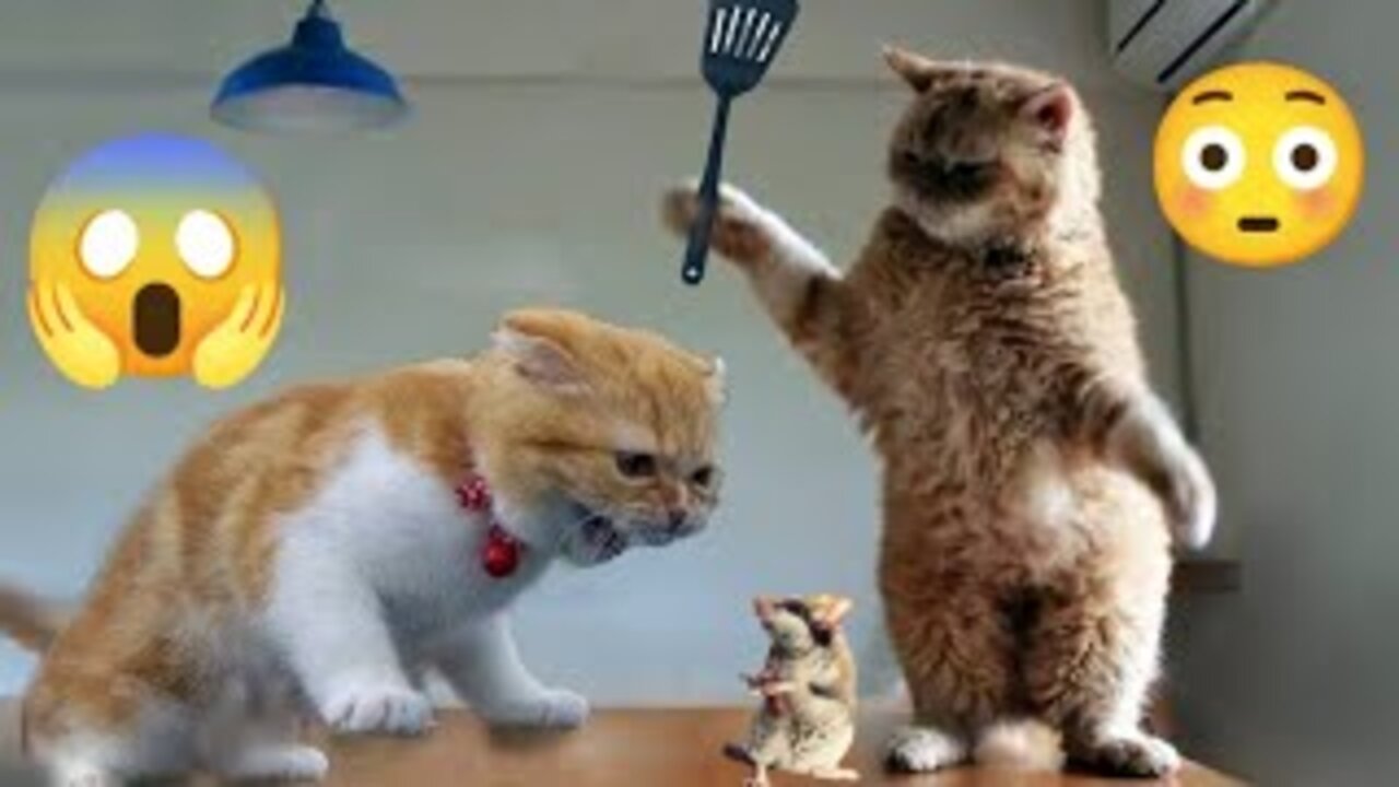 Funny Animals videos 2023😀😻-Funniest Cat and Dog videos#dog#cat@funnytwit.