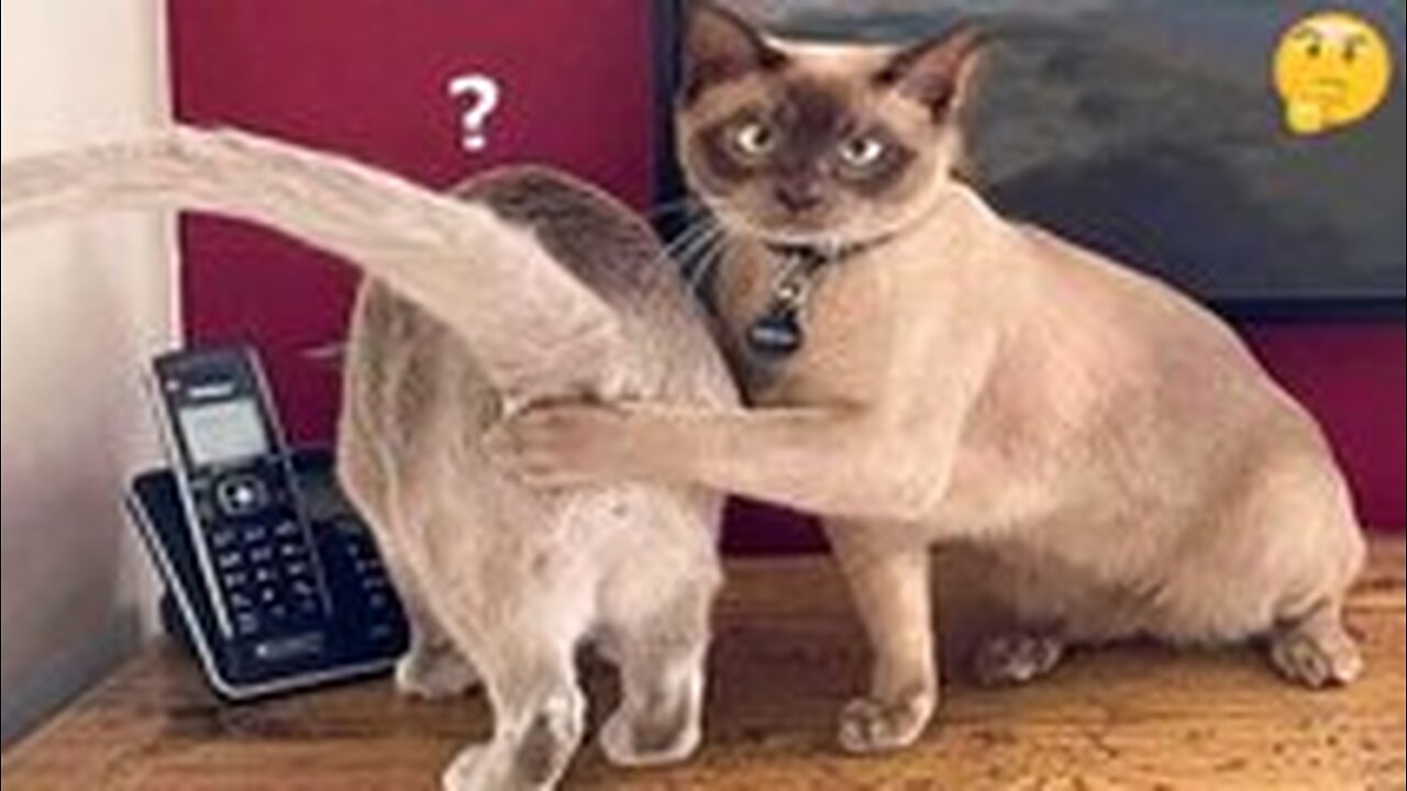 Funny Animal Videos: That Are IMPOSSIBLE Not To Laugh At