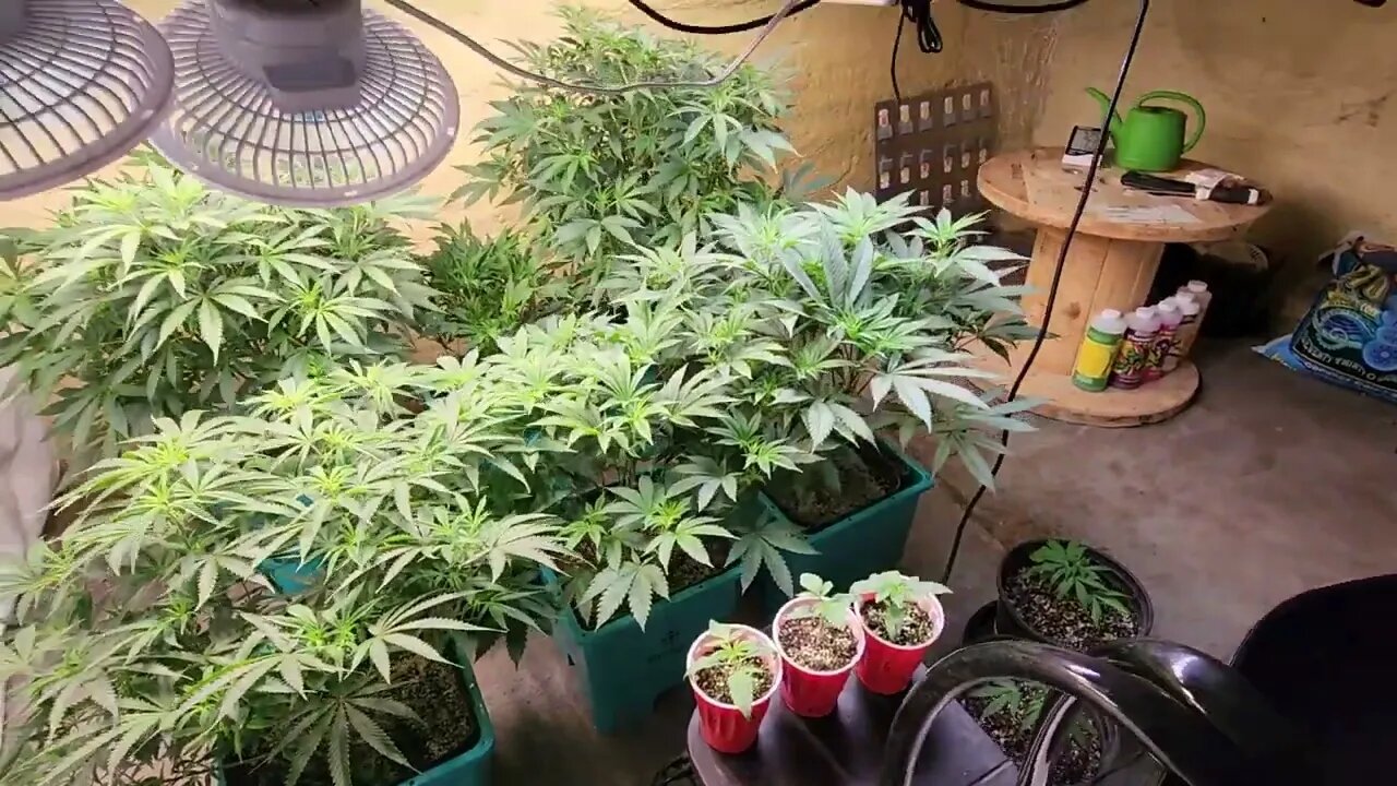 #AirCube #GrowAce #Hydroponics #EbbAndFlow @Growace