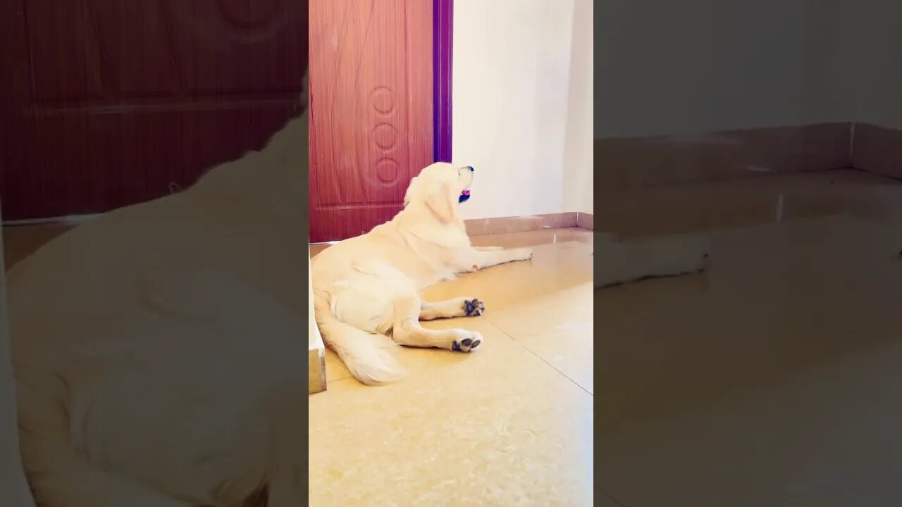 Golden Retriever | Don’t Play With Me ok? |