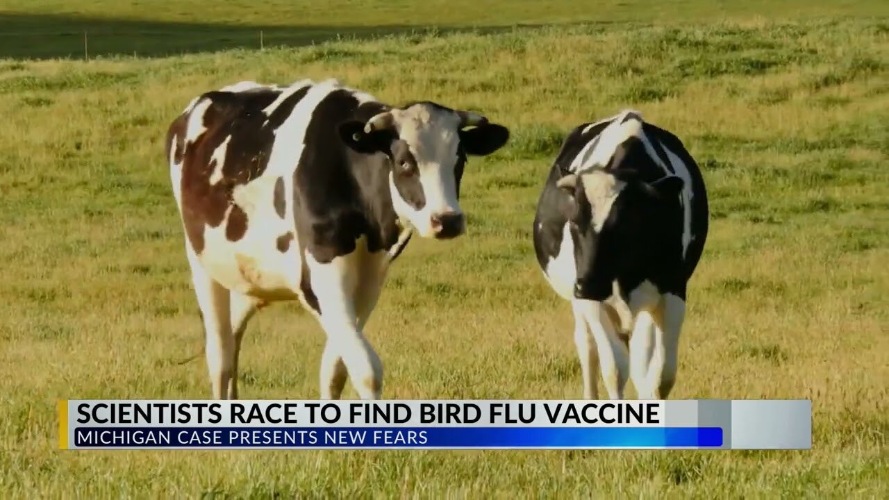 Scientists race to find bird flu.....