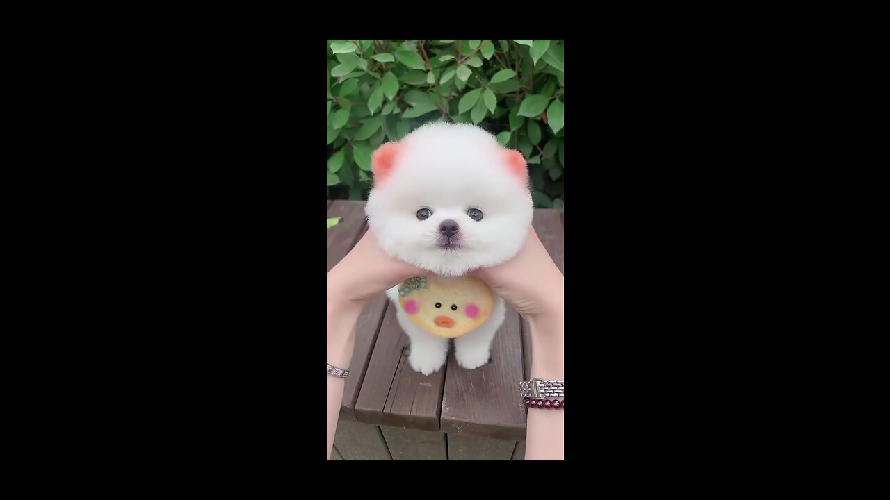 Cute puppies, puppy, dog , white small puppy, Pomeranian puppies
