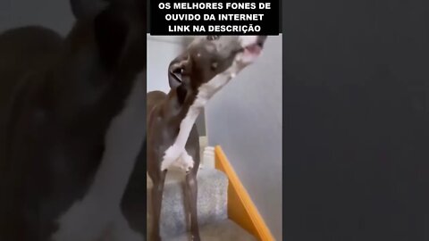 O cachorro que sabe cantar