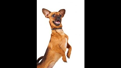 Funny Pets And Dancers