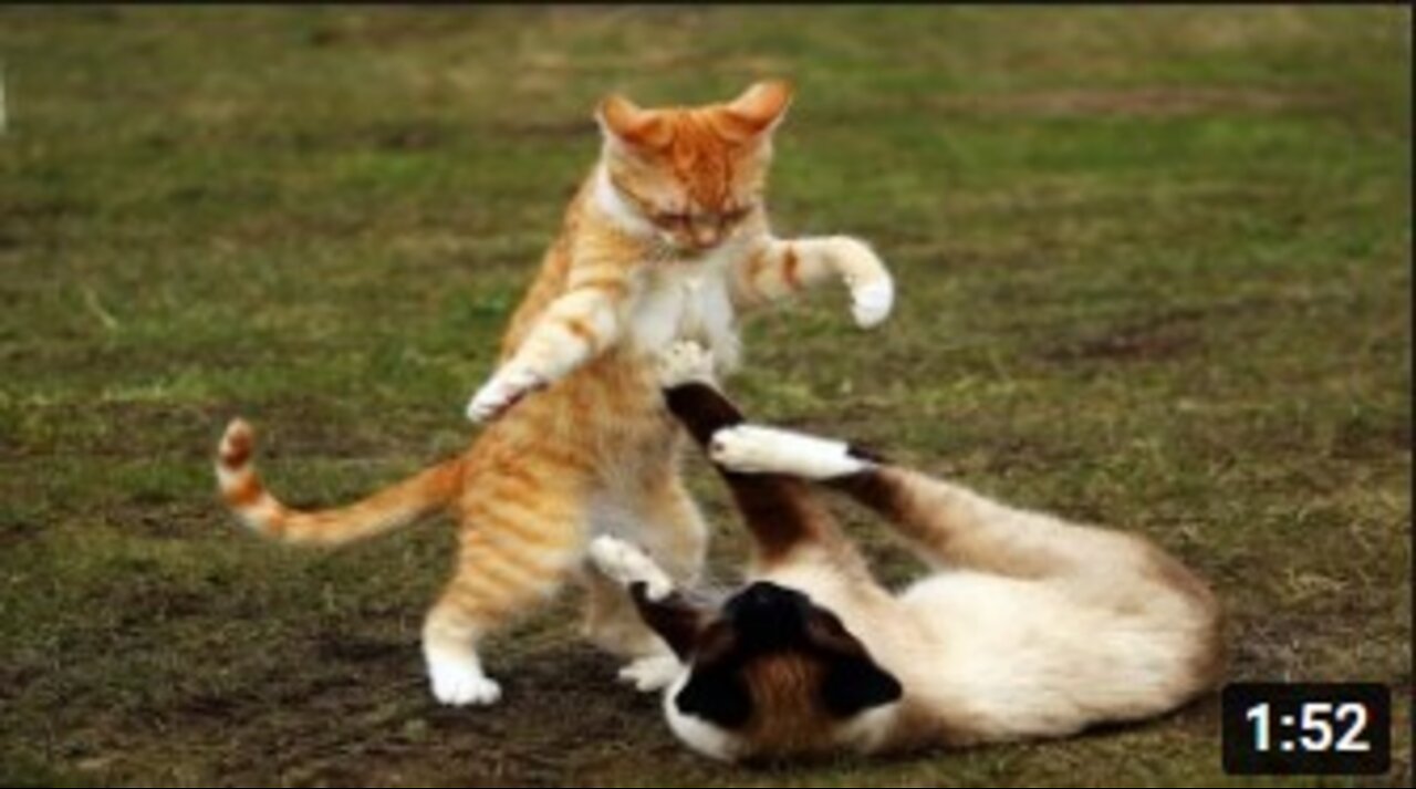 Cat Fight Compilation Video || Cats Fighting With Sound Exclusive Video | Real Cat Fighting | #Cats