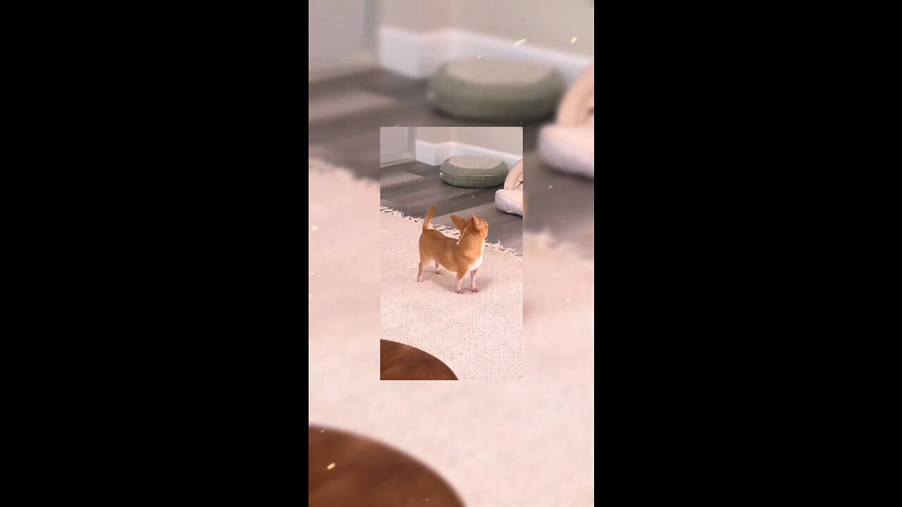 Animal jumping