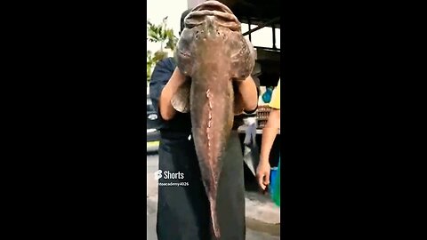 Indian Giant Fish Cutting