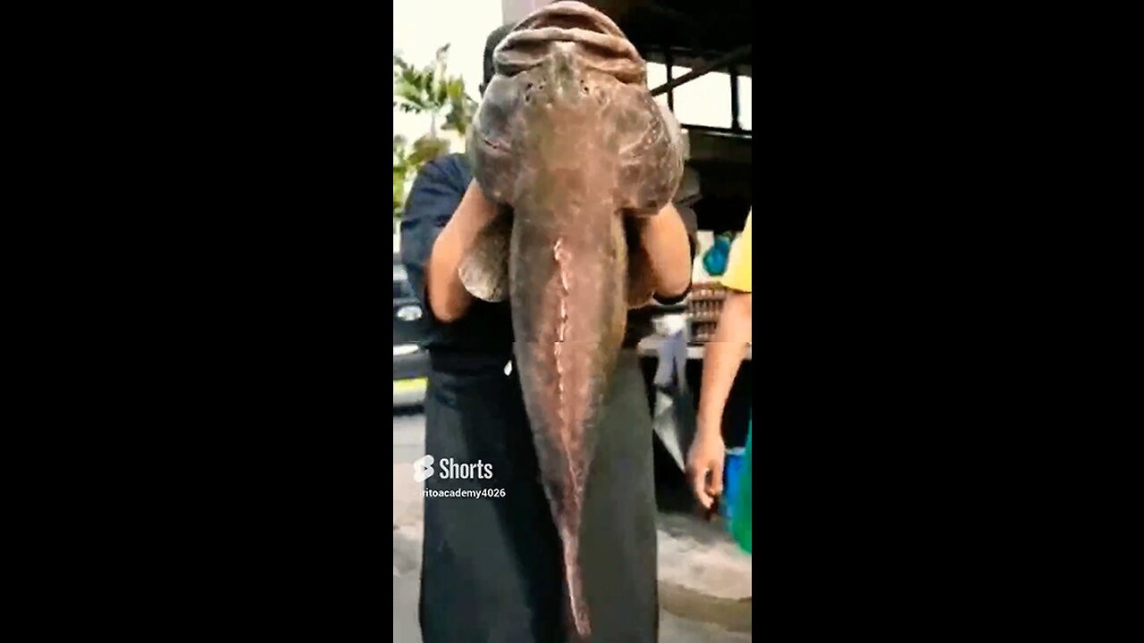 Indian Giant Fish Cutting