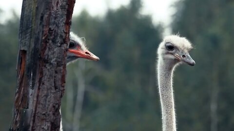 Kid feeding ostriches in the zoo Cute animals at eco farm People and animals concept