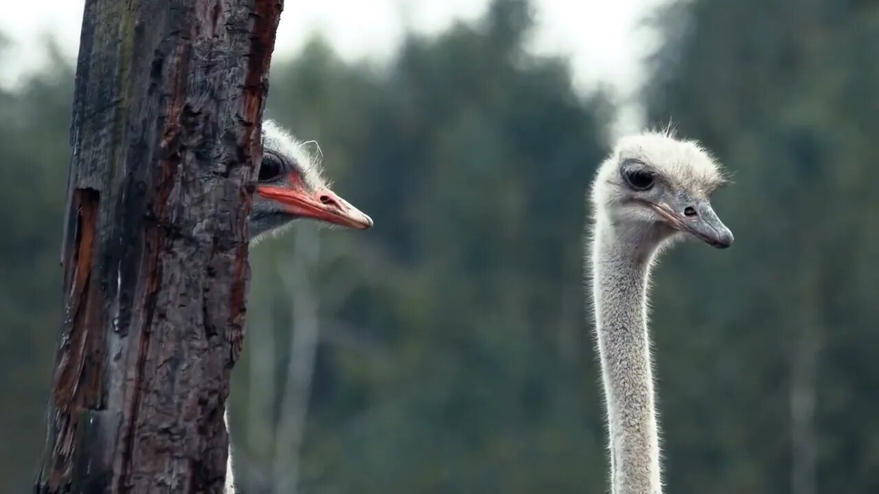 Kid feeding ostriches in the zoo Cute animals at eco farm People and animals concept