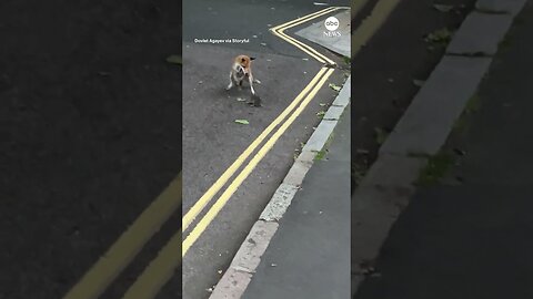 Fox battles it out with rat on London street