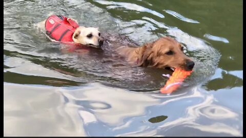 Golden Retriever & Chihuahua Swim Lake Watauga, Tn