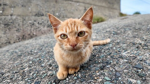 The kittens roaming the beach are adorable