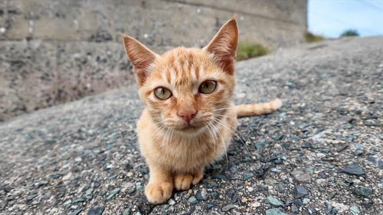 The kittens roaming the beach are adorable