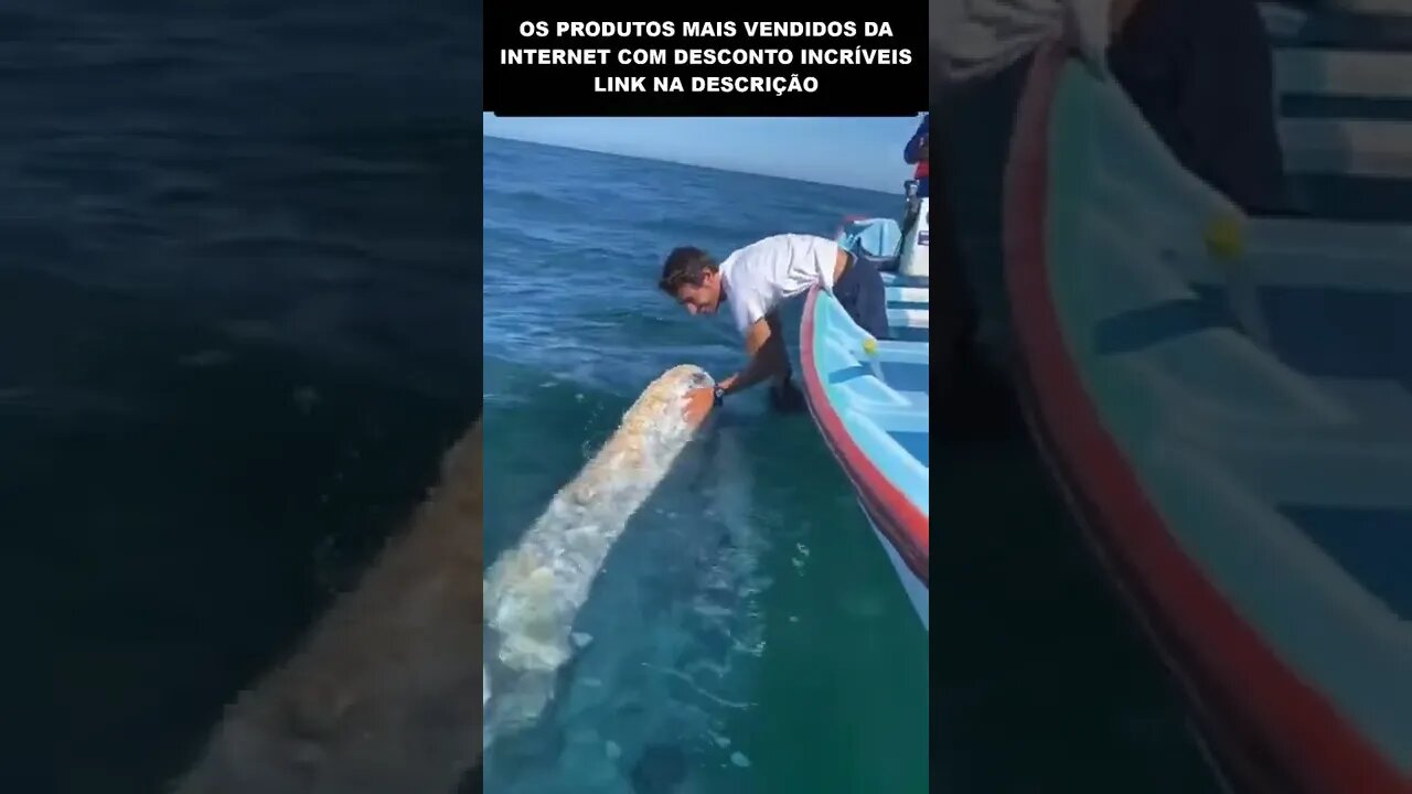 FAZENDO CARINHO NA BALEIA