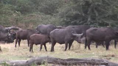 Cape Buffaloes