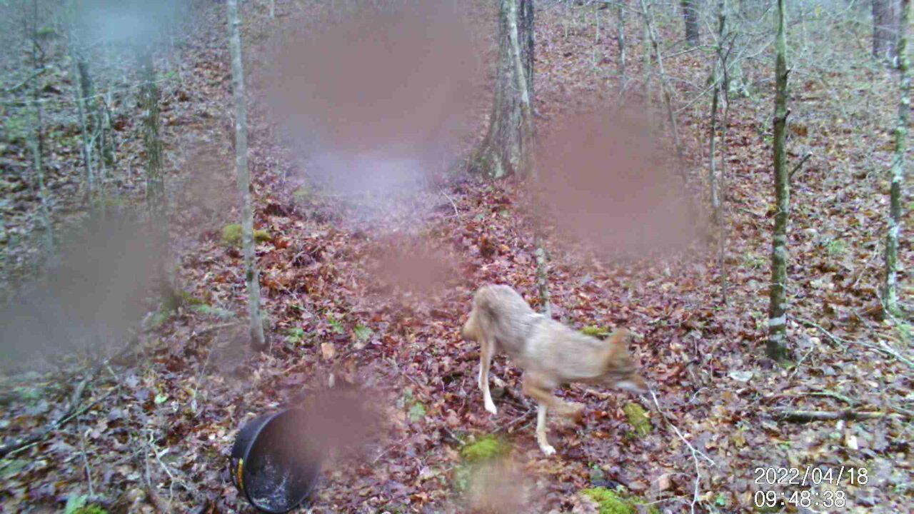 Coyote and other Critters